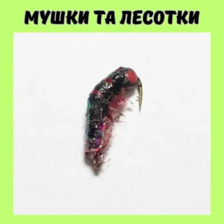 Мушки та лесотки